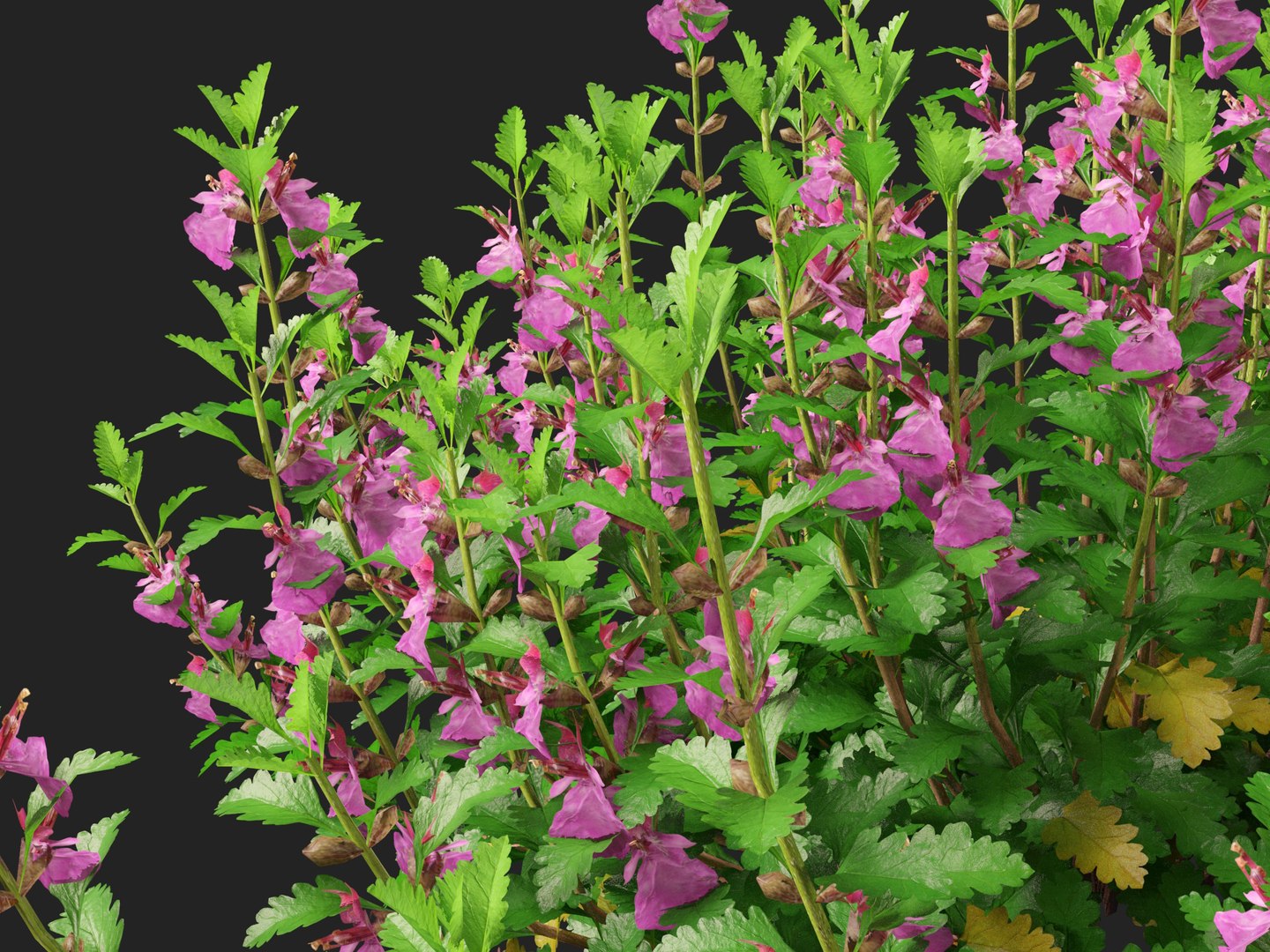 3D model HighPoly- LowPoly Teucrium chamaedrys - wall germander https://p.turbosquid.com/ts-thumb/Um/gjeEn5/Iw/teucriumchamaedrys0110/jpg/1739787594/1920x1080/fit_q87/86a68a1da823afa6e56189c9be146ebc59367e76/teucriumchamaedrys0110.jpg