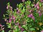 Teucrium chamaedrys - Germandrée des murs HighPoly- LowPoly