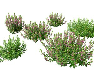 3D model HighPoly- LowPoly Teucrium chamaedrys - wall germander
