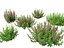 Teucrium chamaedrys - Germandrée des murs HighPoly- LowPoly