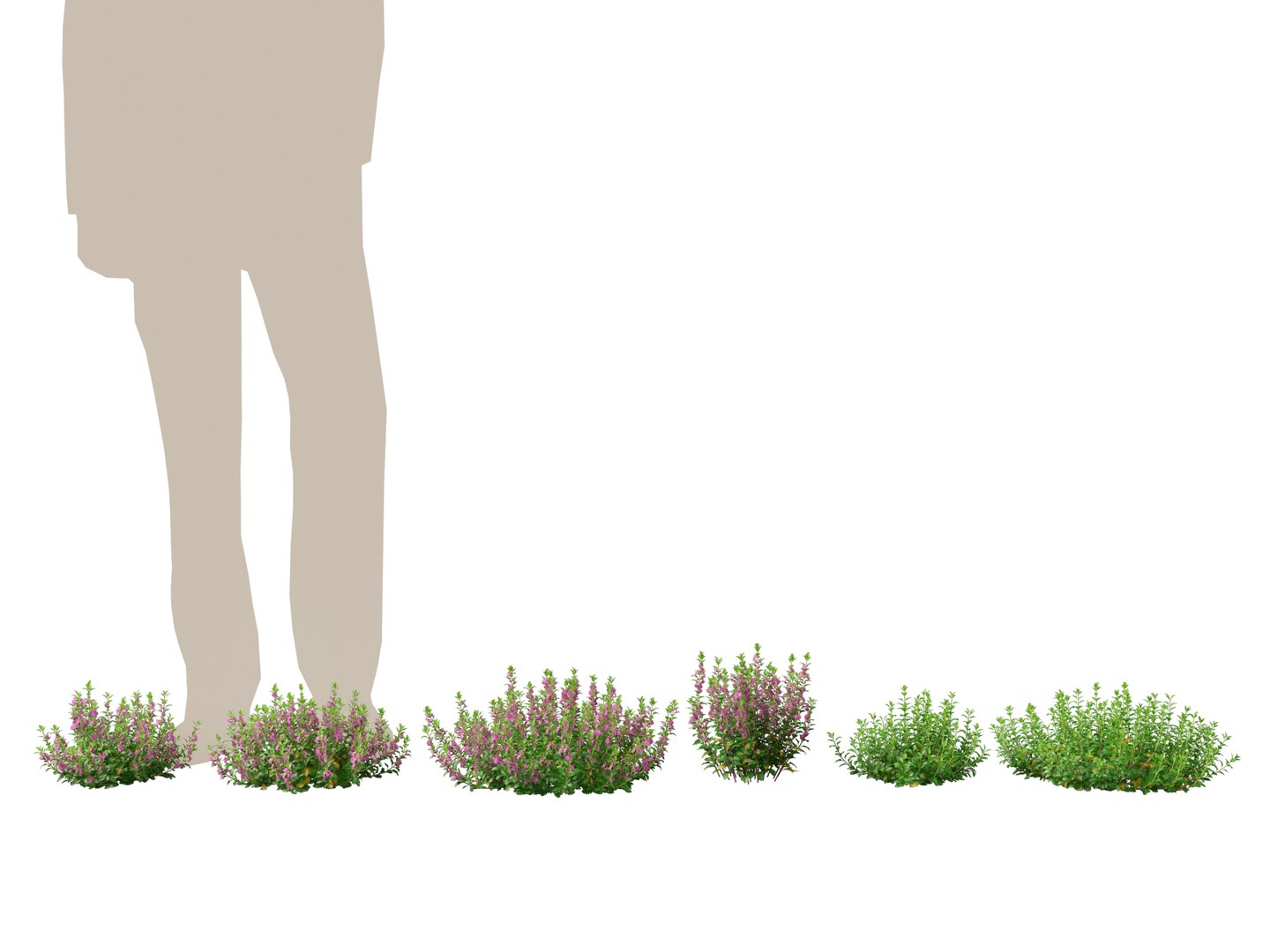 3D model HighPoly- LowPoly Teucrium chamaedrys - wall germander https://p.turbosquid.com/ts-thumb/Um/gjeEn5/fn/teucriumchamaedrys011/jpg/1739787543/1920x1080/fit_q87/e5d395d77e75e23d6234bec6a1f6dba981b9700c/teucriumchamaedrys011.jpg