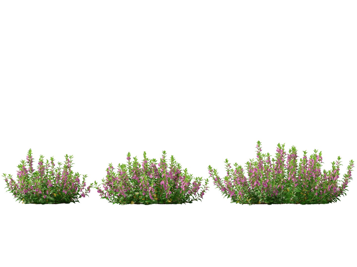 3D model HighPoly- LowPoly Teucrium chamaedrys - wall germander https://p.turbosquid.com/ts-thumb/Um/gjeEn5/mz/teucriumchamaedrys013/jpg/1739787539/1920x1080/fit_q87/e0aa327181812467cc262b27581ec7199f82c103/teucriumchamaedrys013.jpg