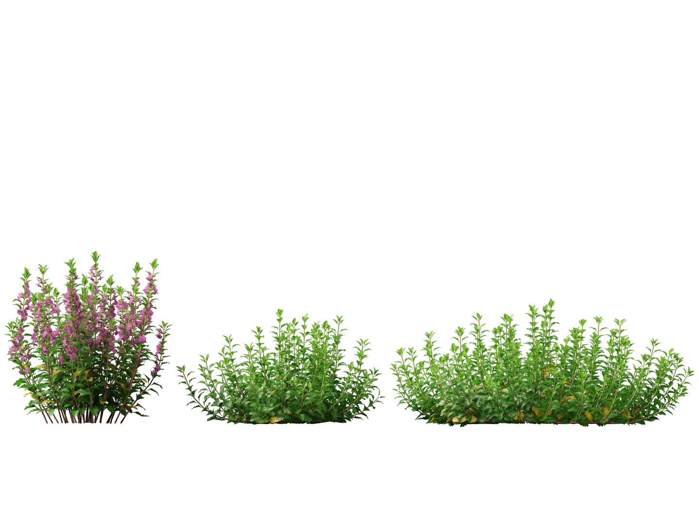 3D model HighPoly- LowPoly Teucrium chamaedrys - wall germander https://p.turbosquid.com/ts-thumb/Um/gjeEn5/r1/teucriumchamaedrys015/jpg/1739787553/1920x1080/fit_q87/65f41dce760d2b0c8ffe3220f18a4d6edbff694c/teucriumchamaedrys015.jpg