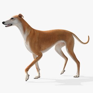 Greyhound Fur Rigged for Blender Animated Set