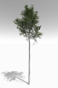 3D quaking aspen tall mature