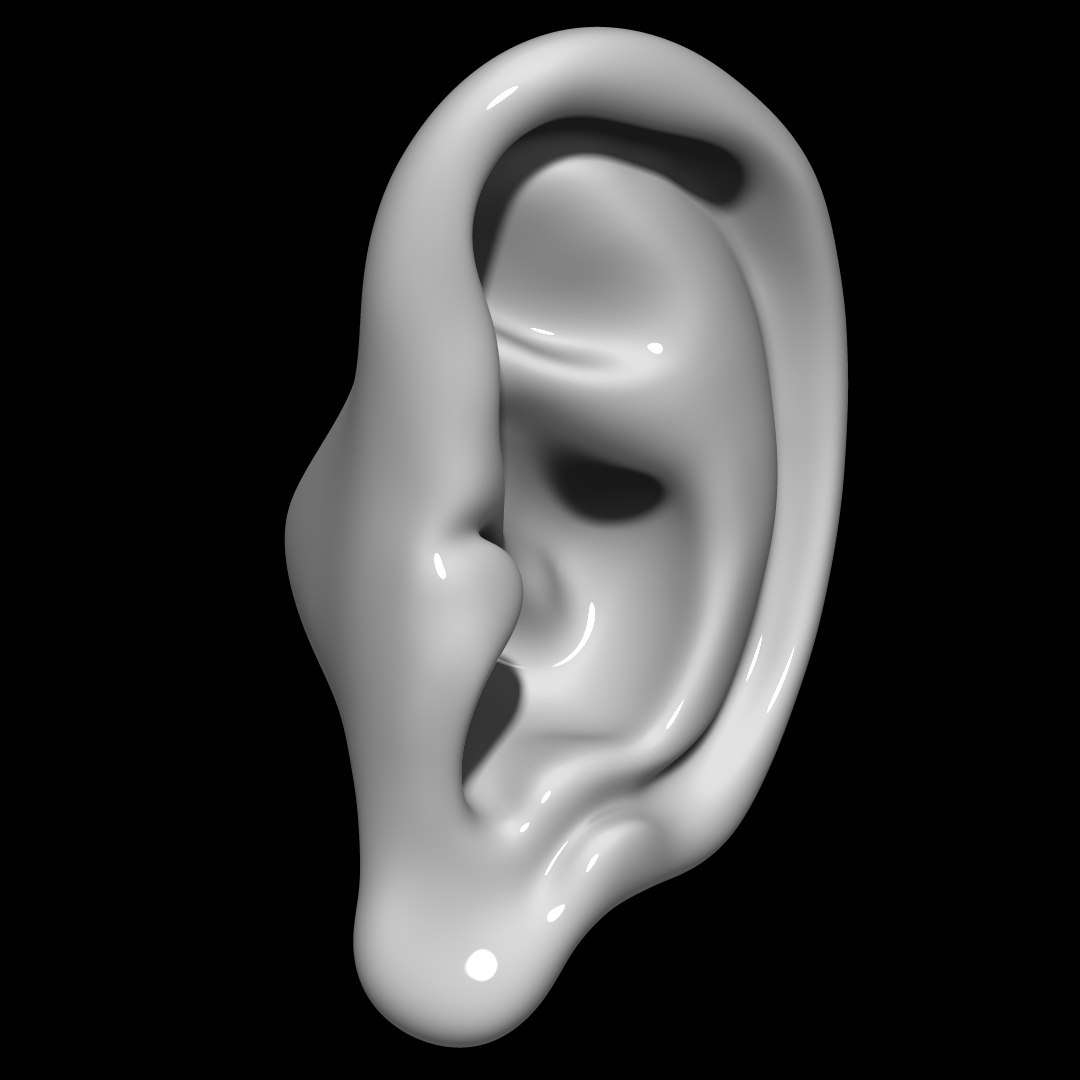 3D Model Ear Mannequin Anatomy - TurboSquid 1297208