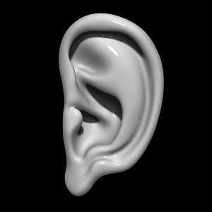3D model ear mannequin anatomy