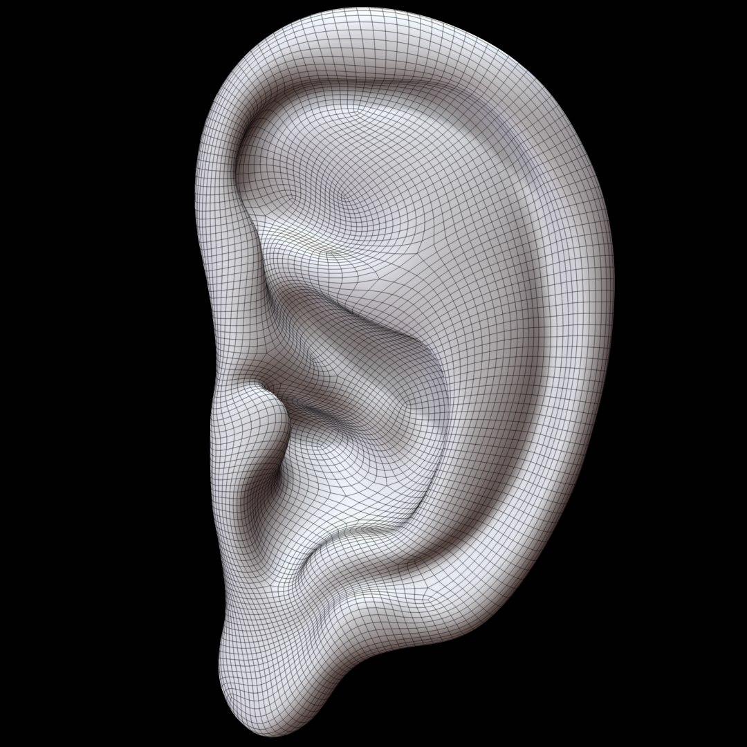 3D Model Ear Mannequin Anatomy - TurboSquid 1297208