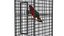 Bird Cage with Parrot