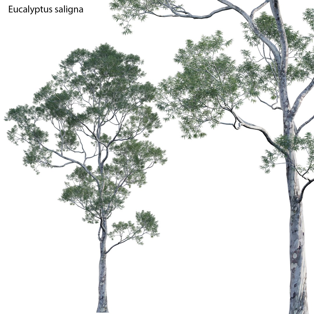 3D Eucalyptus saligna - Sydney Blue Gum 02 https://p.turbosquid.com/ts-thumb/Um/zapSGY/cn/3dtree_eucalyptussaligna_v02_01/jpg/1683813964/1920x1080/fit_q87/1d068d5aa3bd4341b564f86c2e5fac18ef3dea41/3dtree_eucalyptussaligna_v02_01.jpg