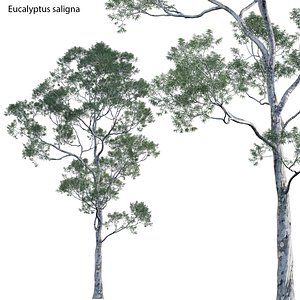 3D Eucalyptus saligna - Sydney Blue Gum 02