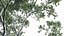 Eucalyptus saligna - Sydney Blue Gum 02