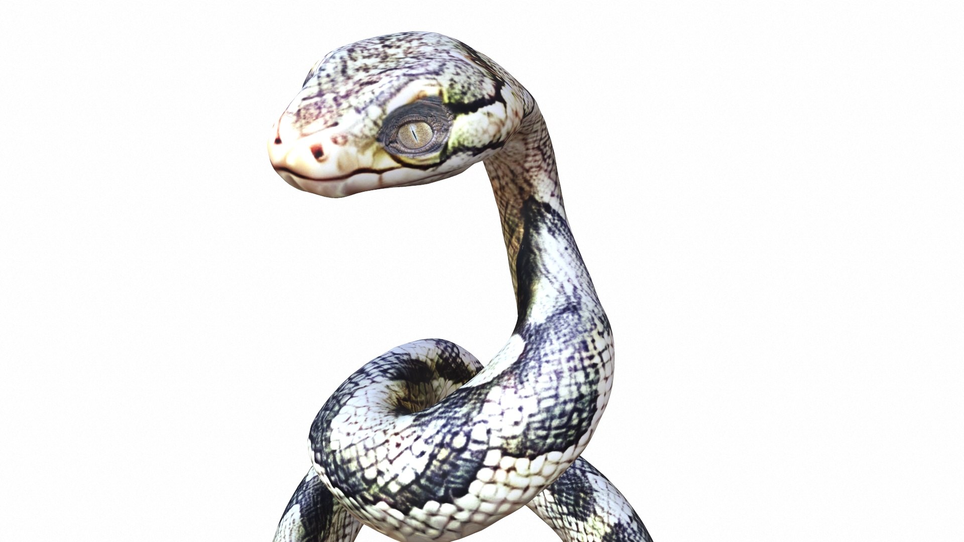 Snake Model - TurboSquid 2440875
