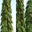Weeping white spruce
