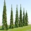 Weeping white spruce