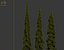 Weeping white spruce