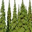 Weeping white spruce