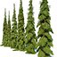 Weeping white spruce