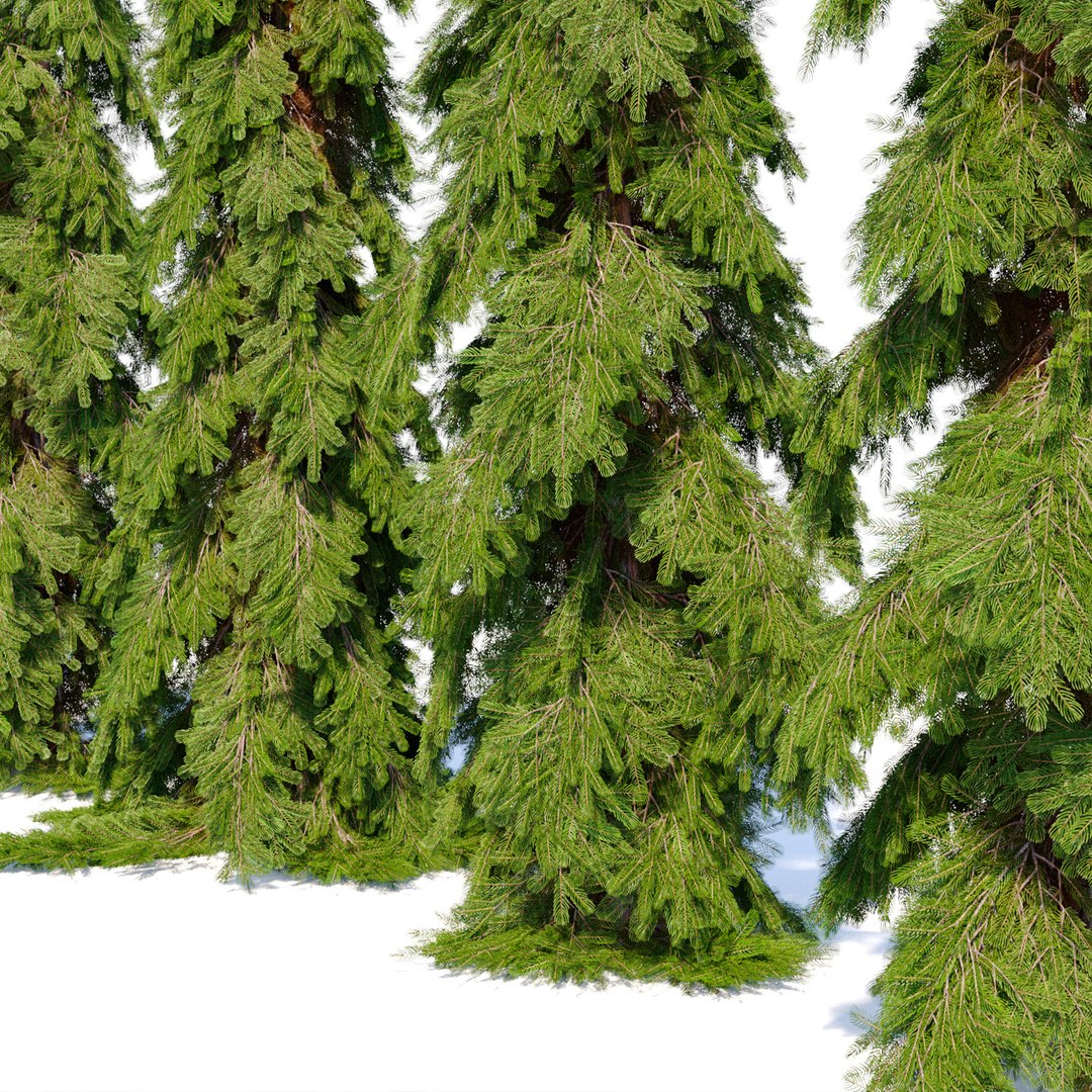 Weeping white spruce 3D https://p.turbosquid.com/ts-thumb/Un/7iIPH8/rB/preview6sww/jpg/1659448911/1920x1080/fit_q87/999a0dbe0407ca7de7bb7649e62a9132be311eaa/preview6sww.jpg