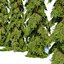 Weeping white spruce