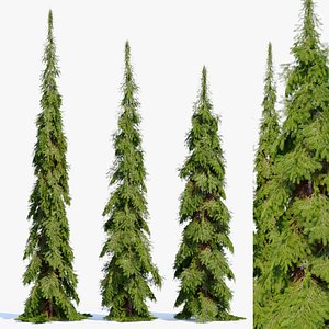 Weeping white spruce