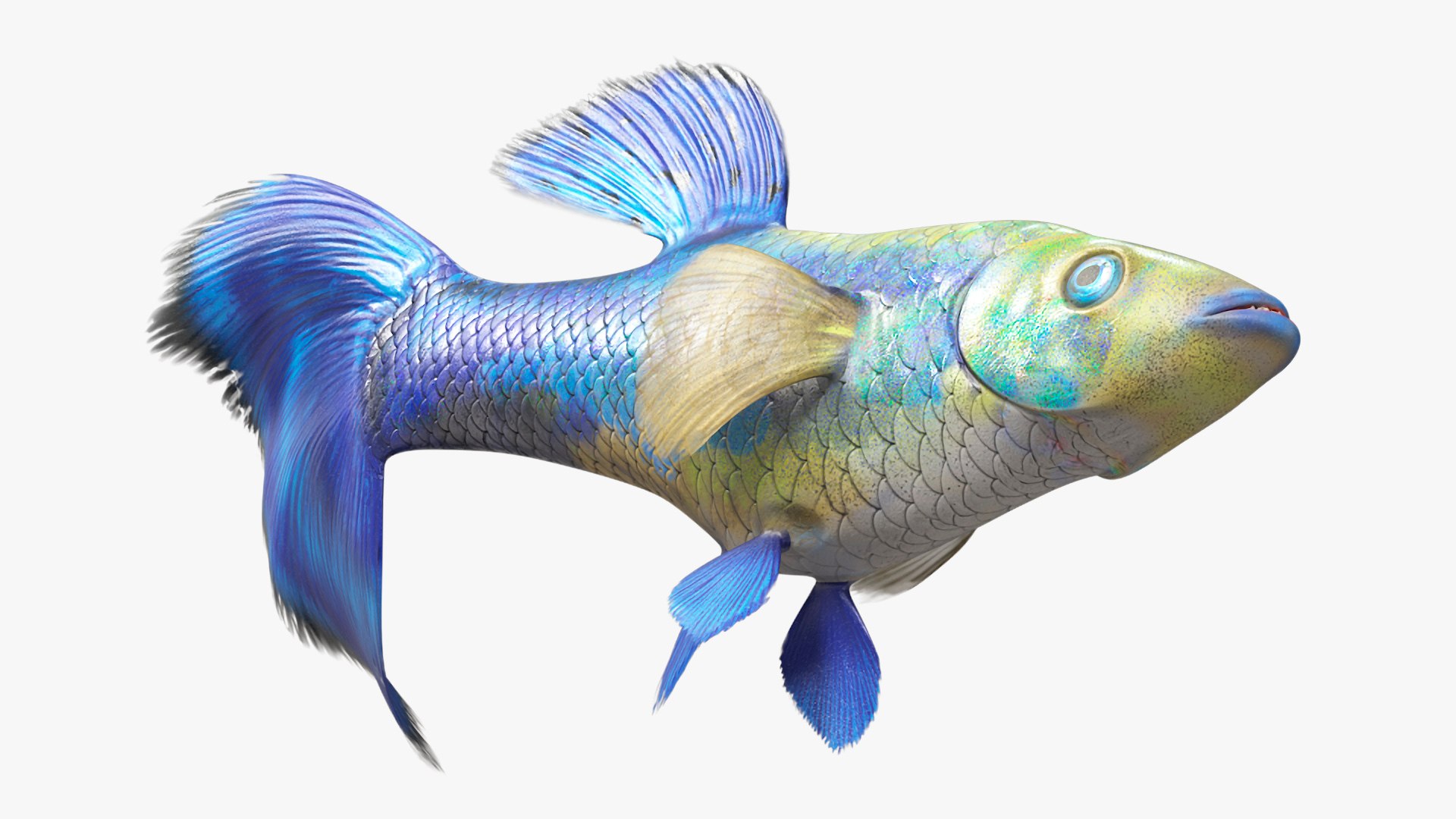 3D Guppy Fish Blue Diamond Rigged for Maya https://p.turbosquid.com/ts-thumb/Un/HtjP4i/DS/guppyfishbluediamondriggedformayac4dmodel019/jpg/1725519463/1920x1080/fit_q87/dc4fbf11cb263534aa3178d0e077f15bbaf56d75/guppyfishbluediamondriggedformayac4dmodel019.jpg