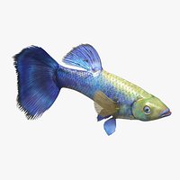 Guppy Fish Blue Diamond Rigged for Maya