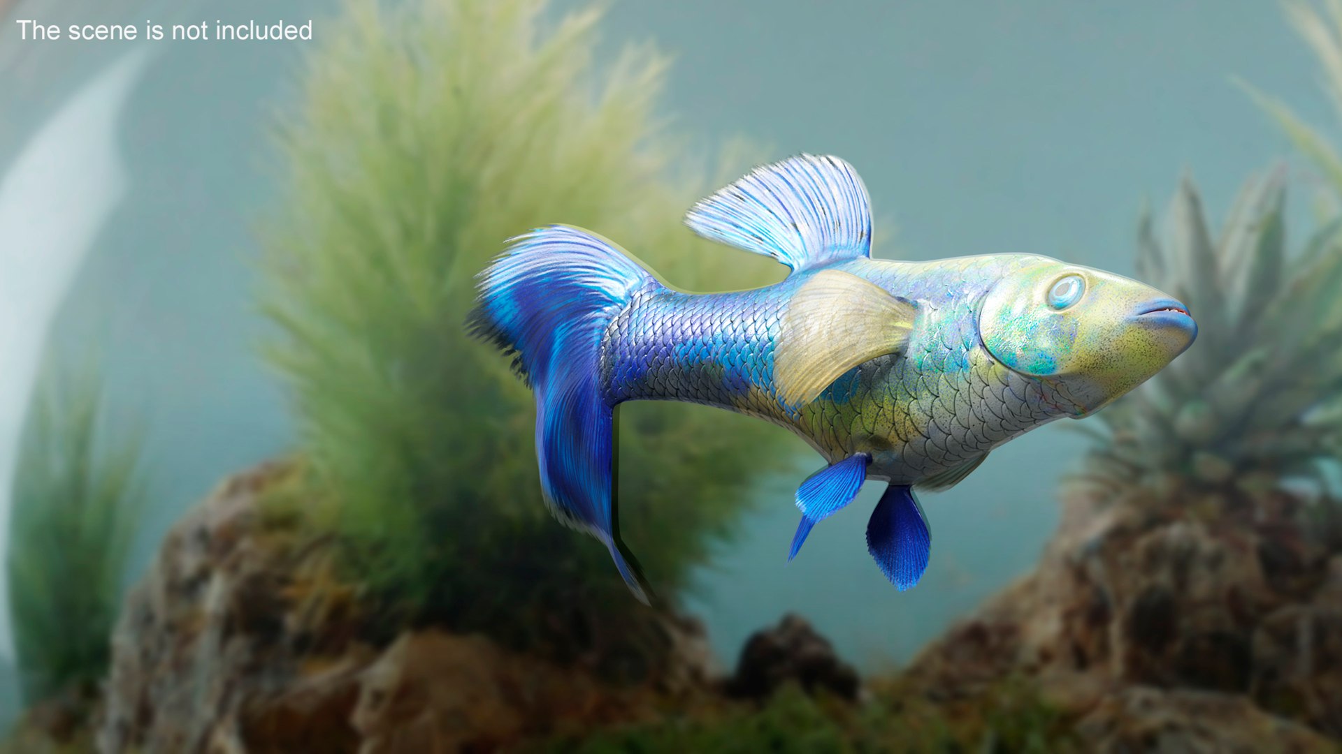 3D Guppy Fish Blue Diamond Rigged for Maya https://p.turbosquid.com/ts-thumb/Un/HtjP4i/K7/guppyfishbluediamondriggedformayac4dmodel004/jpg/1725519423/1920x1080/fit_q87/d611920a54a0d0ac5284fbb3794cec4518af7c7d/guppyfishbluediamondriggedformayac4dmodel004.jpg