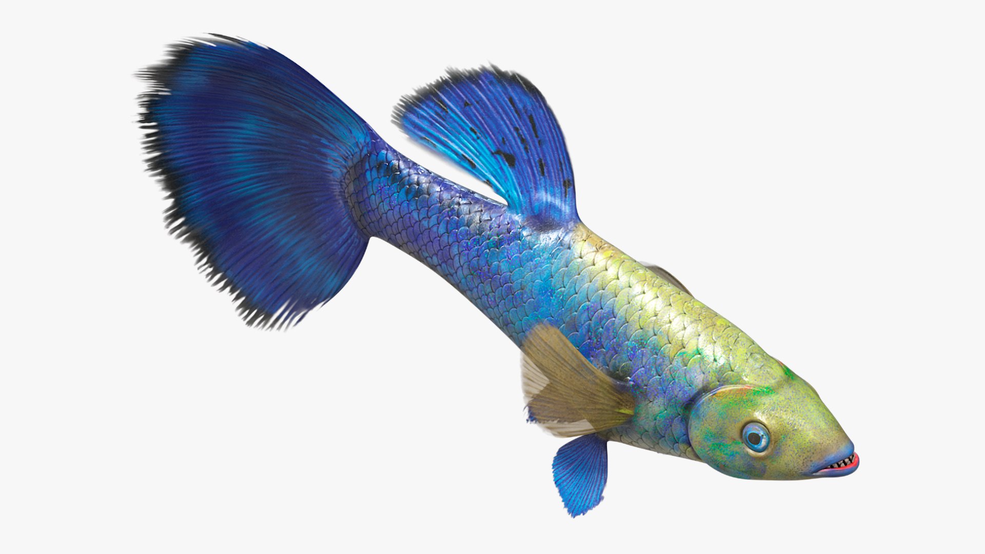 3D Guppy Fish Blue Diamond Rigged for Maya https://p.turbosquid.com/ts-thumb/Un/HtjP4i/PO/guppyfishbluediamondriggedformayac4dmodel017/jpg/1725519457/1920x1080/fit_q87/7963e049edcd667d30291a908a1ec39b3d970b4c/guppyfishbluediamondriggedformayac4dmodel017.jpg