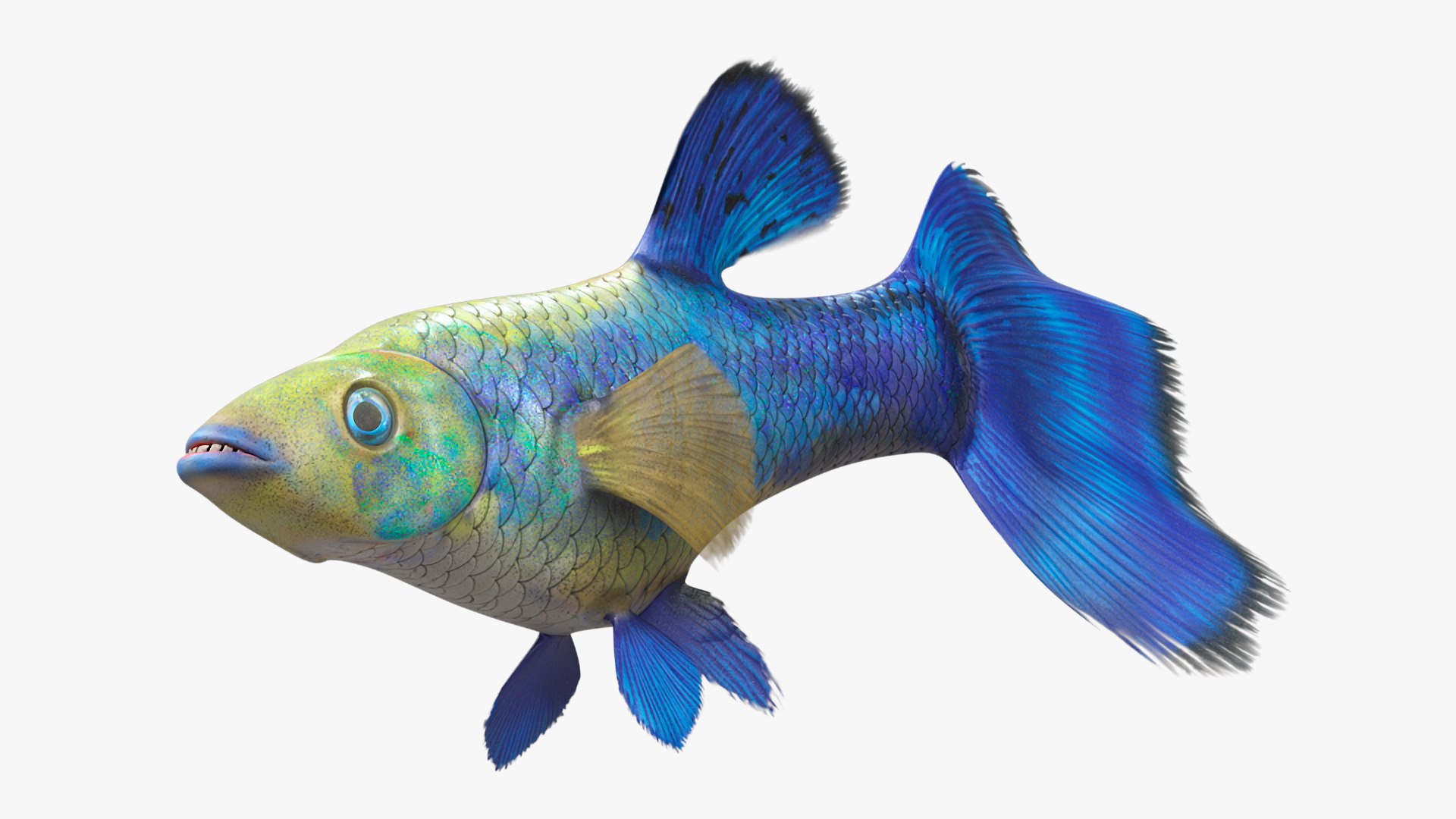 3D Guppy Fish Blue Diamond Rigged for Maya https://p.turbosquid.com/ts-thumb/Un/HtjP4i/SQ/guppyfishbluediamondriggedformayac4dmodel018/jpg/1725519460/1920x1080/fit_q87/e24ed2a3d1f5b70ea9100e2cafe3ab5e32924c35/guppyfishbluediamondriggedformayac4dmodel018.jpg