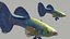 Guppy Fish Blue Diamond Rigged for Maya
