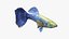 Guppy Fish Blue Diamond Rigged for Maya