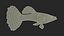 Guppy Fish Blue Diamond Rigged for Maya