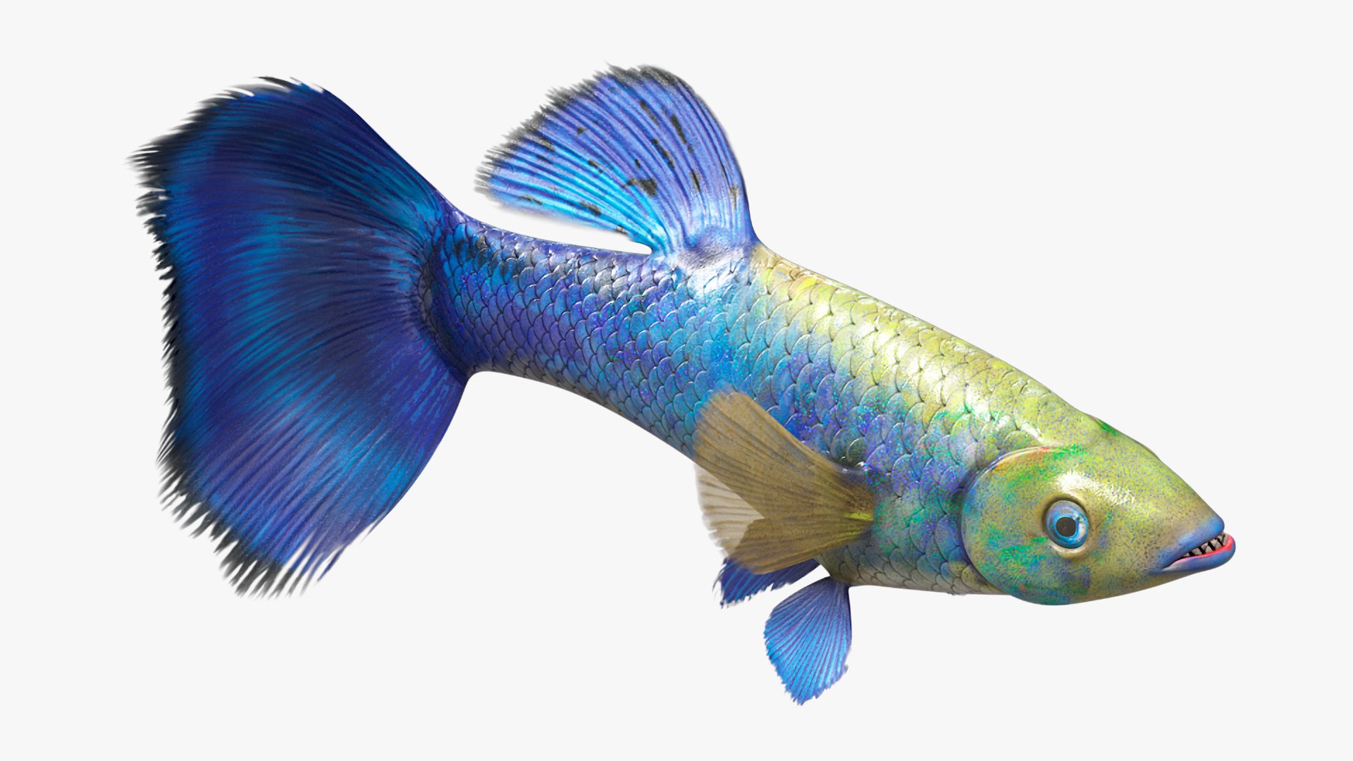 3D Guppy Fish Blue Diamond Rigged for Maya https://p.turbosquid.com/ts-thumb/Un/HtjP4i/z2/guppyfishbluediamondriggedformayac4dmodel014/jpg/1725519447/1920x1080/fit_q87/4865a1a8321ca02b79e454440b2d97b0e947ca31/guppyfishbluediamondriggedformayac4dmodel014.jpg