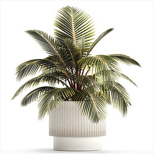Small Bush Potted Plant Coconut Palm Nucifera 1470 3D model