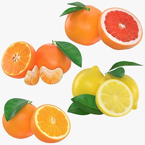 3D model citrus fruit set