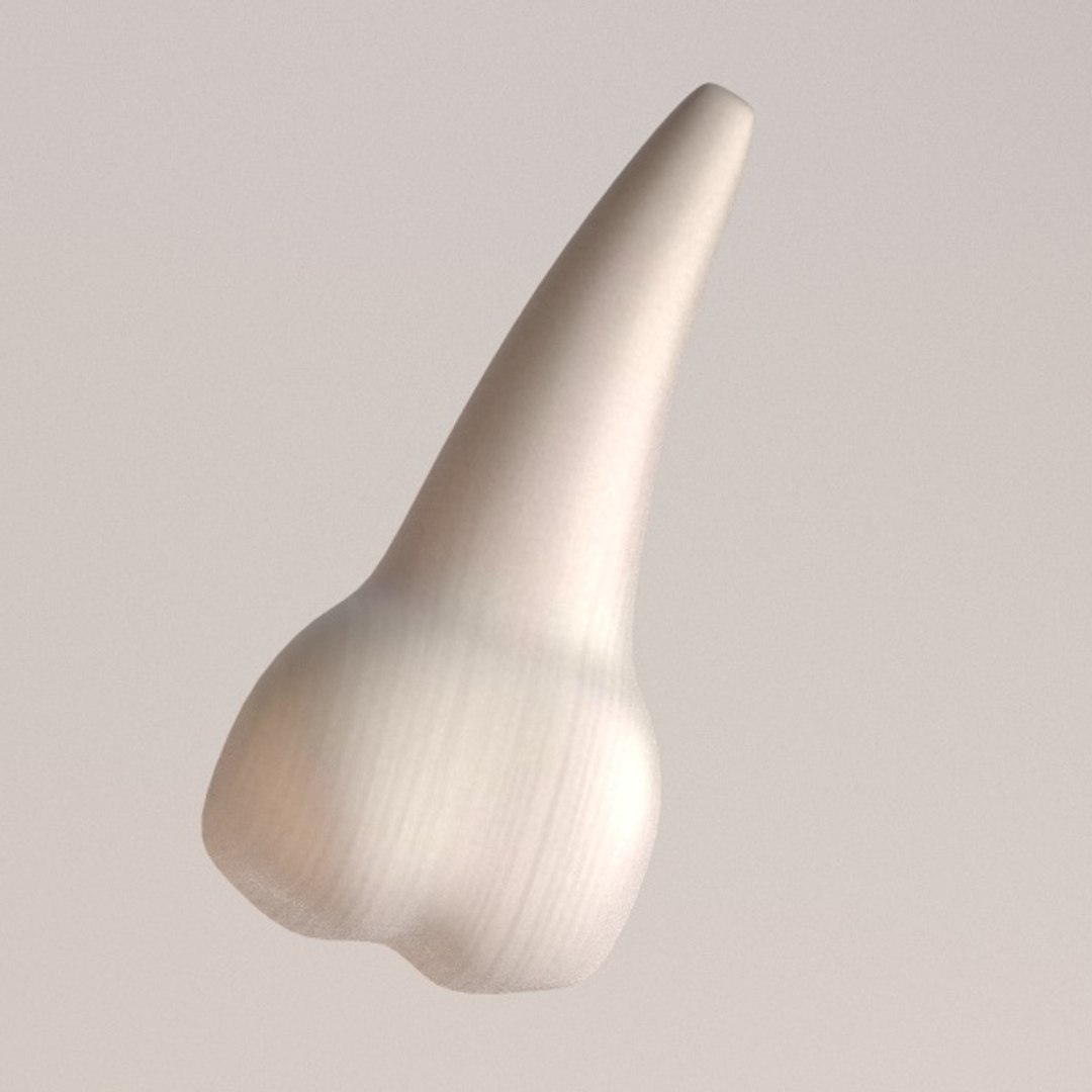 premolar 3d model https://p.turbosquid.com/ts-thumb/Un/WHYHhm/kptiEvGU/tu4firstpremolarb/jpg/1329345671/1920x1080/fit_q87/28730865be351ff2c903be6ad046bb7ec07f5d21/tu4firstpremolarb.jpg