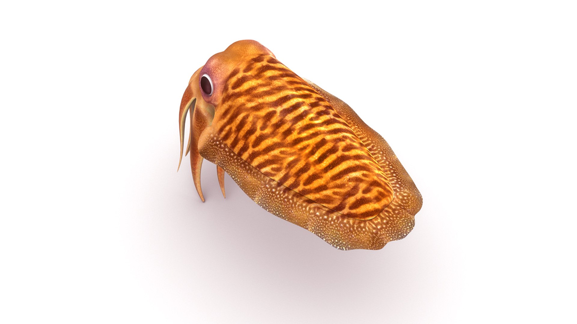 sepia 3d obj https://p.turbosquid.com/ts-thumb/Un/WvQ6KR/rWvR61tE/b0452sepia_back.0001/jpg/1475748366/1920x1080/fit_q87/75c22e3aeb7d386fd6cc659ca41a98fa40f193a9/b0452sepia_back.0001.jpg
