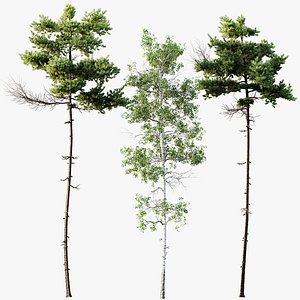 AV Pinus Echinata Populus Tremuloides