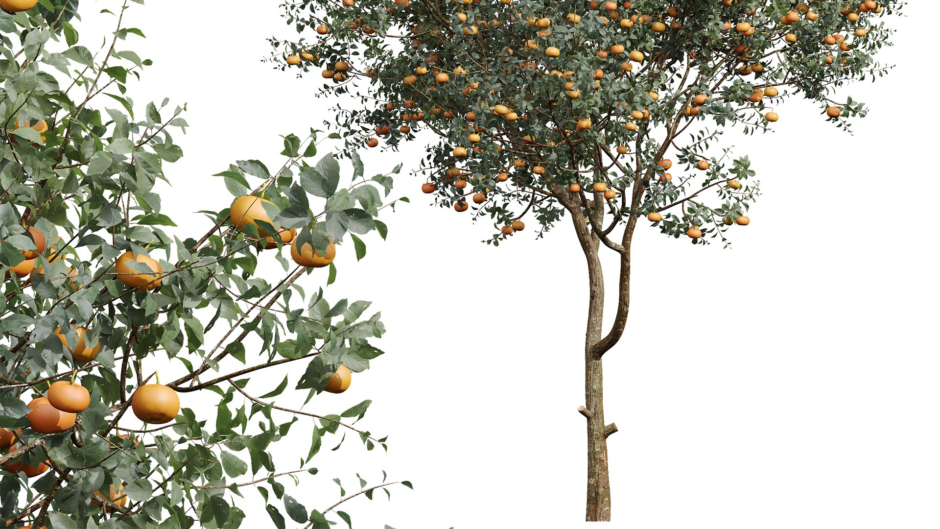 3D model New Plant Citrus Dancy Mandarin Tangerine https://p.turbosquid.com/ts-thumb/Un/ZAvduX/0Y/z05/png/1706787410/1920x1080/fit_q87/9e6597060f1f863aace77a6c5639ffebb49926b8/z05.jpg