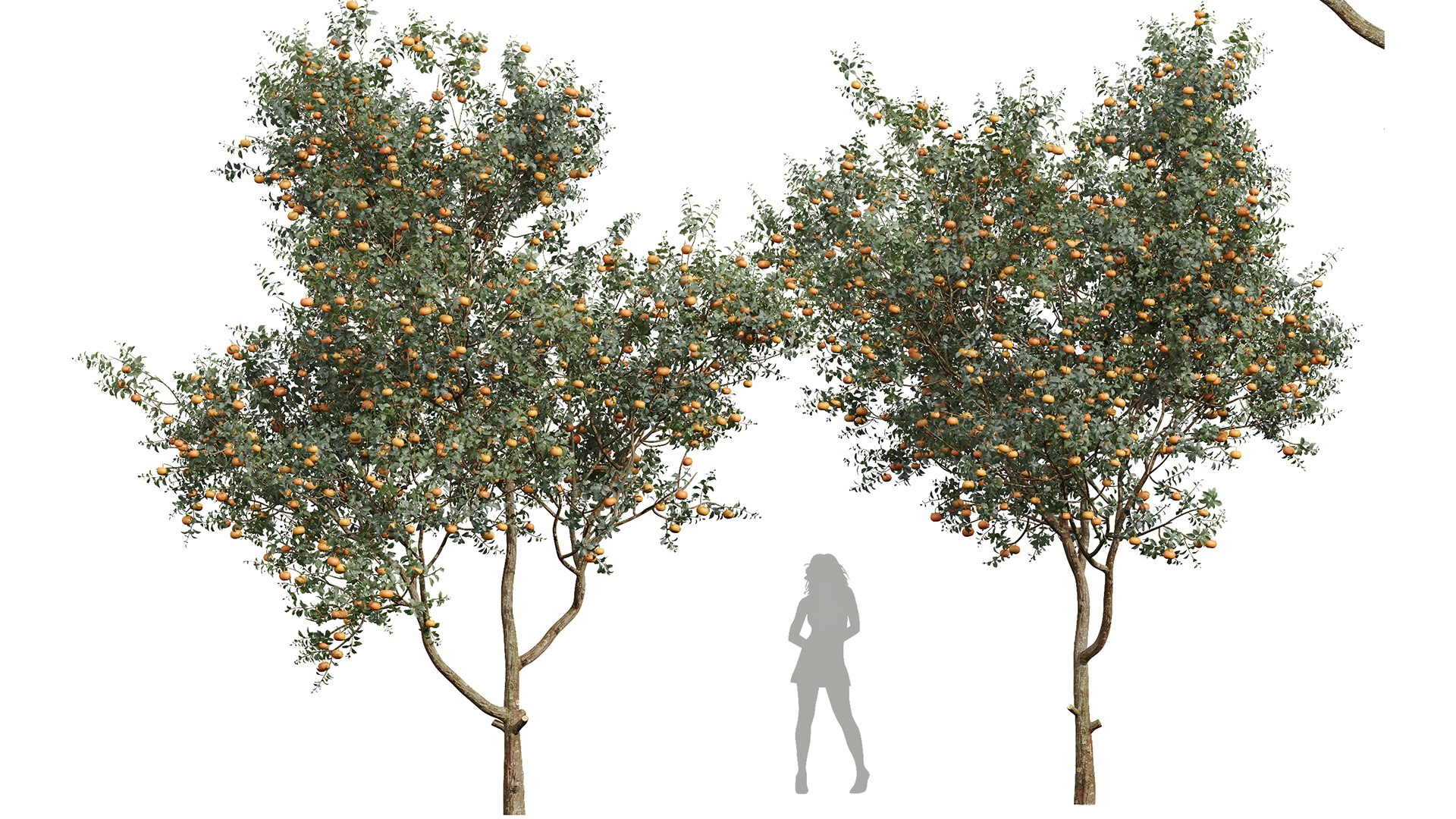 3D model New Plant Citrus Dancy Mandarin Tangerine https://p.turbosquid.com/ts-thumb/Un/ZAvduX/Yy/z01/png/1706787396/1920x1080/fit_q87/365bb2bc9cb67847b0268fc8e8df3405479f99c5/z01.jpg