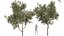Nova Planta Citrus Dancy Mandarim Tangerina