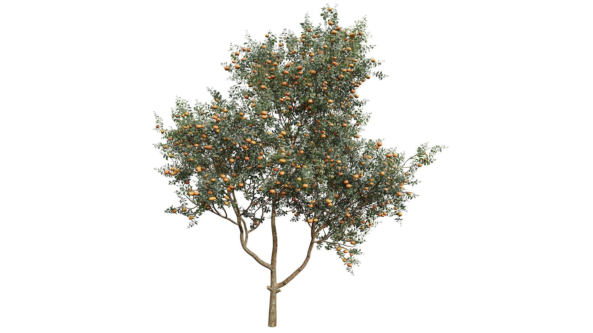 3D model New Plant Citrus Dancy Mandarin Tangerine https://p.turbosquid.com/ts-thumb/Un/ZAvduX/wq/z03/png/1706787400/1920x1080/fit_q87/ef3b3c25ab859db11941a07ecd369c1db789547a/z03.jpg