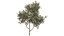 Nova Planta Citrus Dancy Mandarim Tangerina