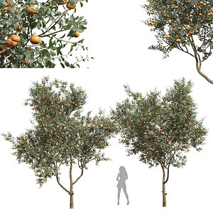 New Plant Citrus Dancy Mandarin Tangerine