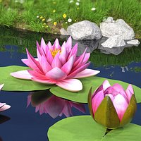 Nymphaea Siam Purple Leaf Set