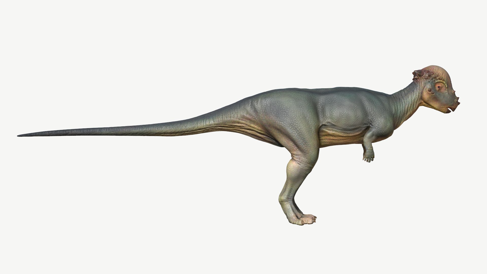 3D dinosaur animal pachycephalosaurus model https://p.turbosquid.com/ts-thumb/Un/diTKgk/5g/2/png/1728548646/1920x1080/fit_q87/165b14b80dd1080f3706d29d16452e3c2994c3f6/2.jpg