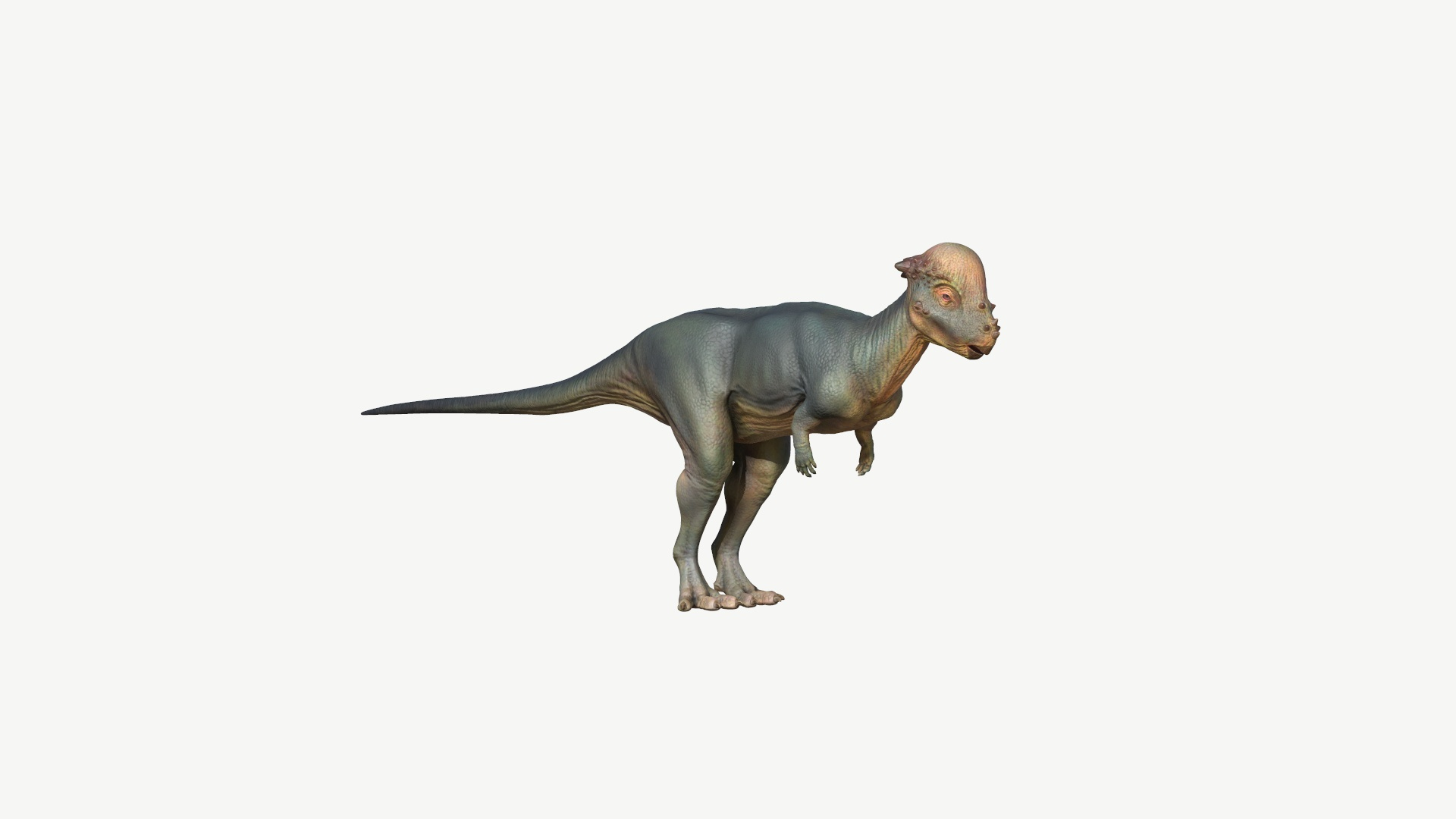 3D dinosaur animal pachycephalosaurus model https://p.turbosquid.com/ts-thumb/Un/diTKgk/ew/pachycephalosaurus/jpg/1728548696/1920x1080/turn_fit_q99/7e84b755c0234eb04da8b9db1a4a9acb03c24541/pachycephalosaurus-1.jpg