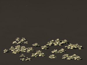 Brassica oleracea - Cabbage 3D