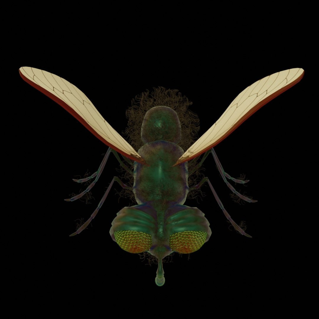 3D Model Fly Rigged - TurboSquid 1484053